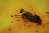 Detailed Fossil Fly, Springtail And Beetle In Baltic Amber #84649-1